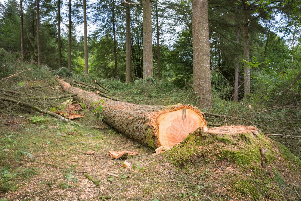 Dřevo z certifikovaných lesů